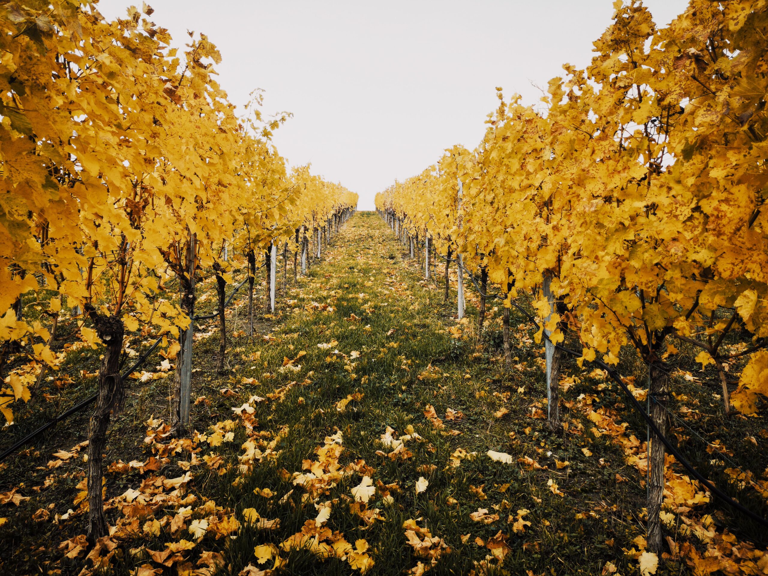 automne vendanges entre deux mers